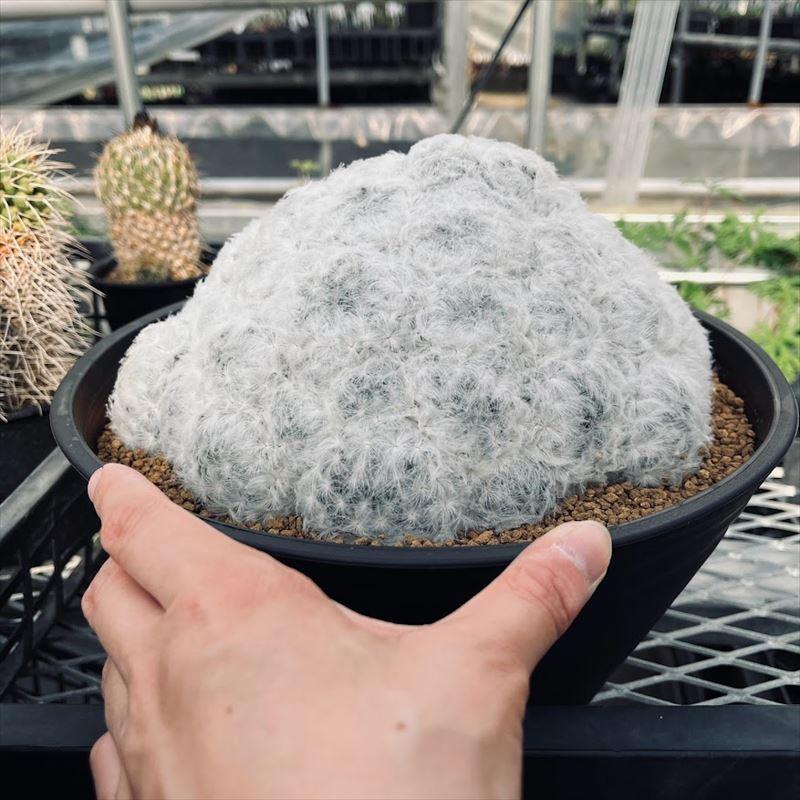 楽天市場】サボテン：マミラリア 白星*L 幅11cm : 遊恵盆栽 楽天市場