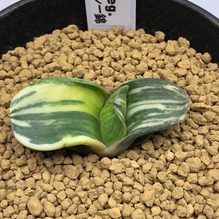 多肉植物：ガステリア ピランシー錦*幅4.5cm 現品！一品限り : 遊恵