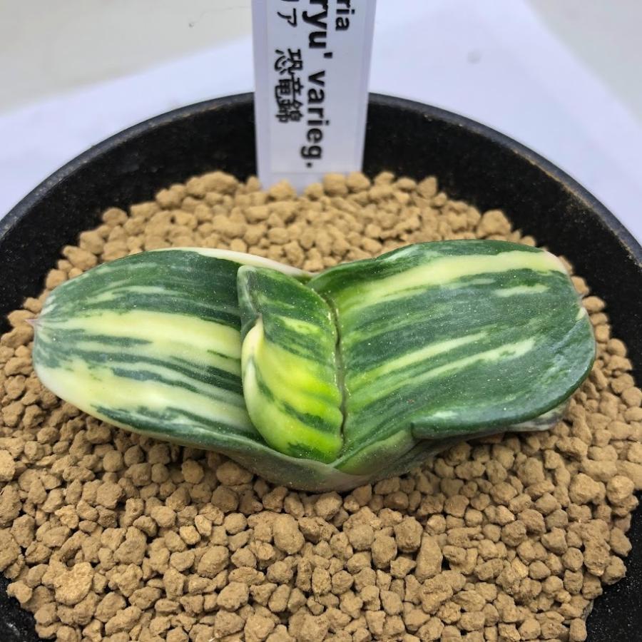 多肉植物：ガステリア 恐竜錦*幅5.5cm 現品！一品限り : 遊恵盆栽
