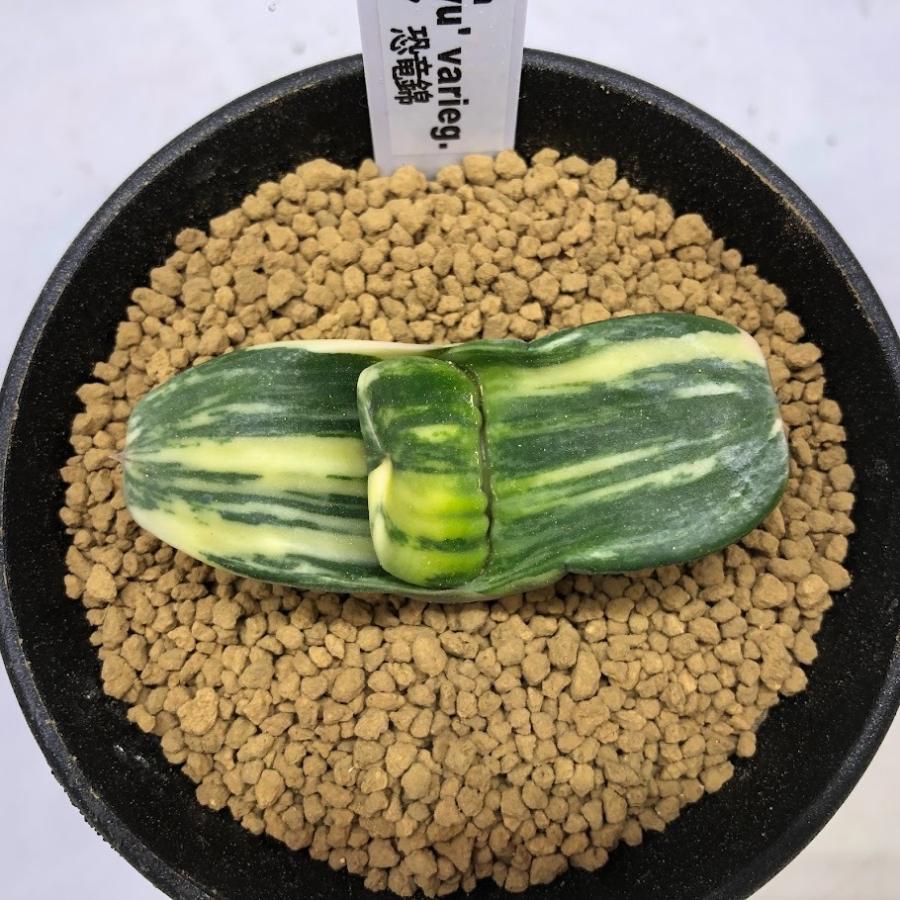 多肉植物：ガステリア 恐竜錦*幅5.5cm 現品！一品限り : 遊恵盆栽