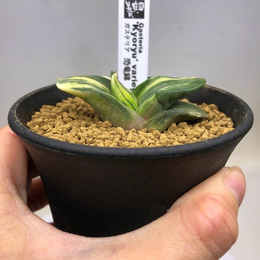 多肉植物：ガステリア 恐竜錦*幅5.5cm 現品！一品限り : 遊恵盆栽