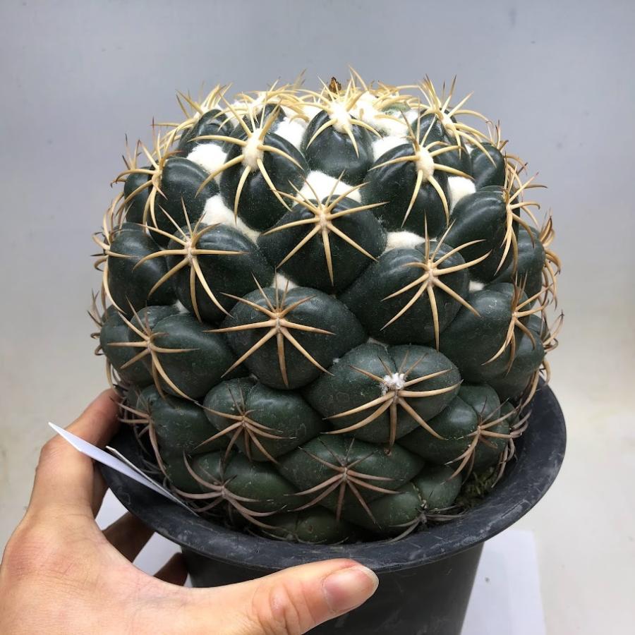 サボテン：コリファンタ 白刺象牙丸*幅15cm 現品！一品限り : 遊恵盆栽