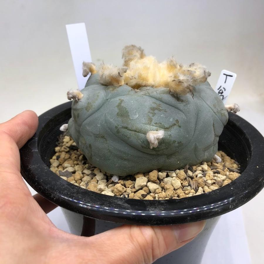 BIG!!サボテンコレクション・ロフォフォラ属・翠冠玉(群生株)inわけけのお店 サボテン：ロフォフォラ ディフューサ T翁翠冠玉*幅9cm 現品