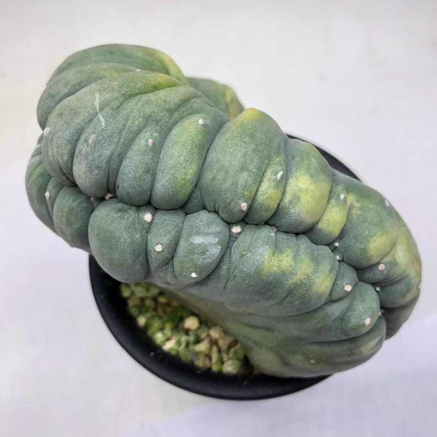 サボテン：ロフォフォラ ディフューサ 翠冠玉 綴化*幅10cm 現品