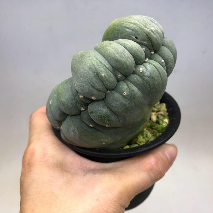 サボテン：ロフォフォラ ディフューサ 翠冠玉 綴化*幅10cm 現品