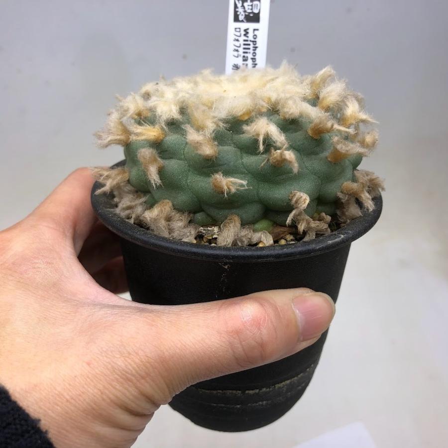 サボテン 多肉植物 ロホホラ 赤花烏羽玉 抜き苗発送のみ