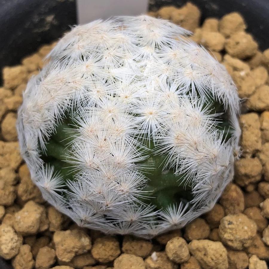 サボテン マミラリア 白鳥 大文字 幅4ｃｍ サボテン 多肉植物 Canipec Org Mx