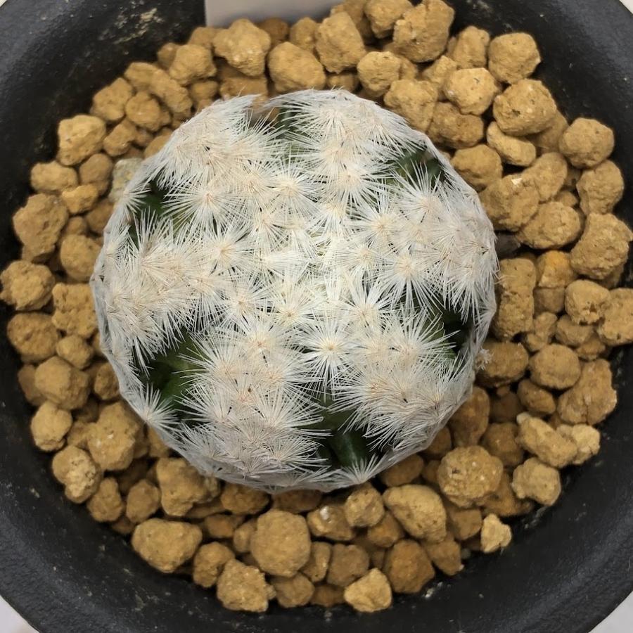 サボテン：マミラリア 白鳥 大文字* 幅4cm : 遊恵盆栽 Yahoo!店
