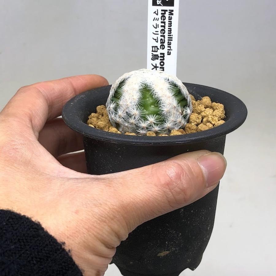 サボテン：マミラリア 白鳥 大文字* 幅4cm : 遊恵盆栽 Yahoo!店