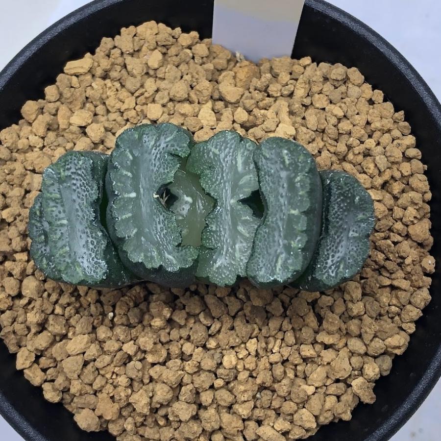多肉植物：ハオルチア 玉扇 巨大マグニフィカ 奇岩城*幅5.5cm 現品