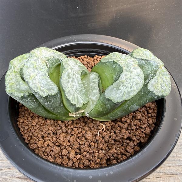 多肉植物：ハオルチア 玉扇（T-15orT-33）*幅8.5cm 現品！一品限り