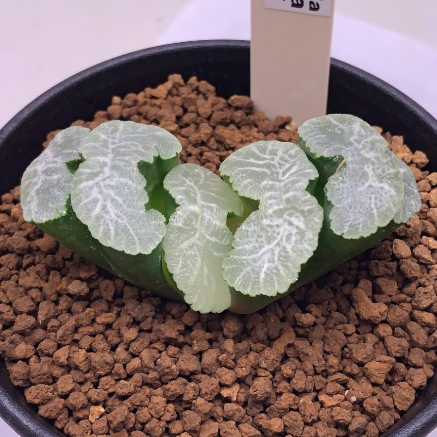 多肉植物：ハオルチア 玉扇 流紋*幅6cm : 遊恵盆栽 Yahoo!店 - 通販