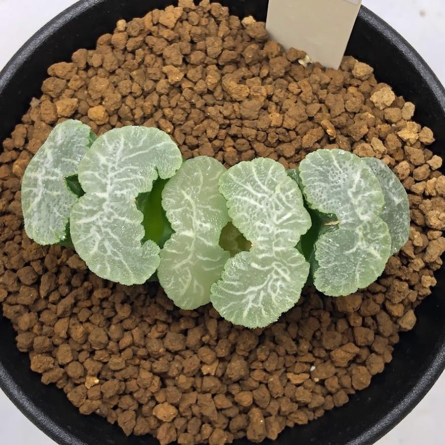 多肉植物：ハオルチア 玉扇 流紋*幅6cm : 遊恵盆栽 Yahoo!店 - 通販