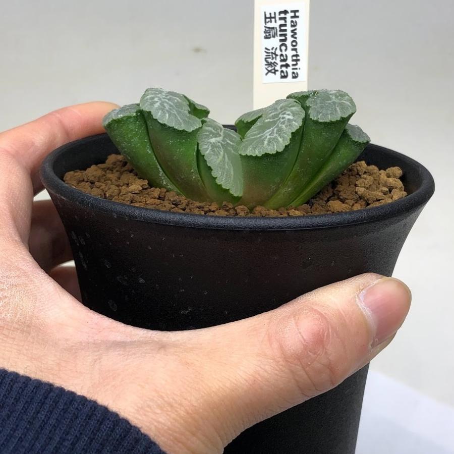 多肉植物：ハオルチア 玉扇 流紋*幅6cm : 遊恵盆栽 Yahoo!店 - 通販