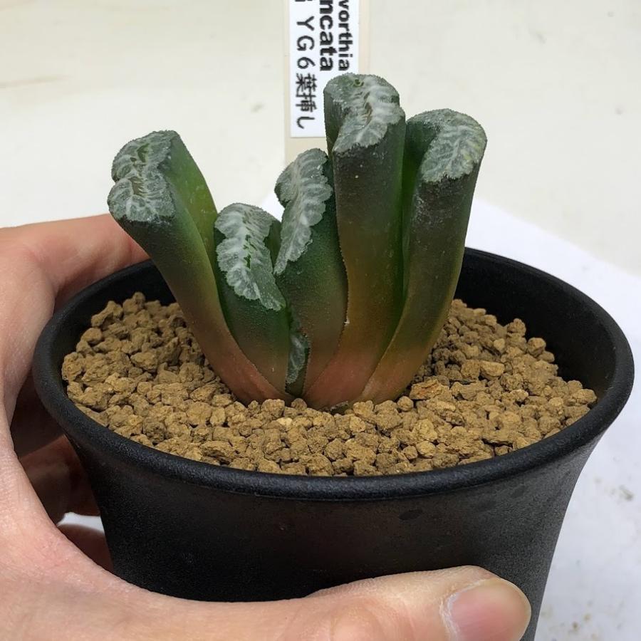 多肉植物 ハオルチア 玉扇 Yg 6 葉挿し 幅5 5ｃｍ