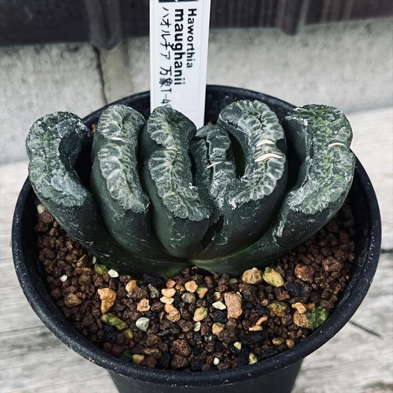 ☆特価☆多肉植物：ハオルチア 玉扇 YG-103*幅4.5cm : 遊恵盆栽