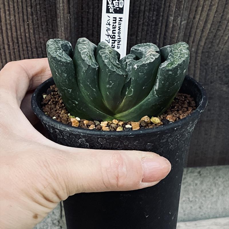 ☆特価☆多肉植物：ハオルチア 玉扇 YG-103*幅4.5cm : 遊恵