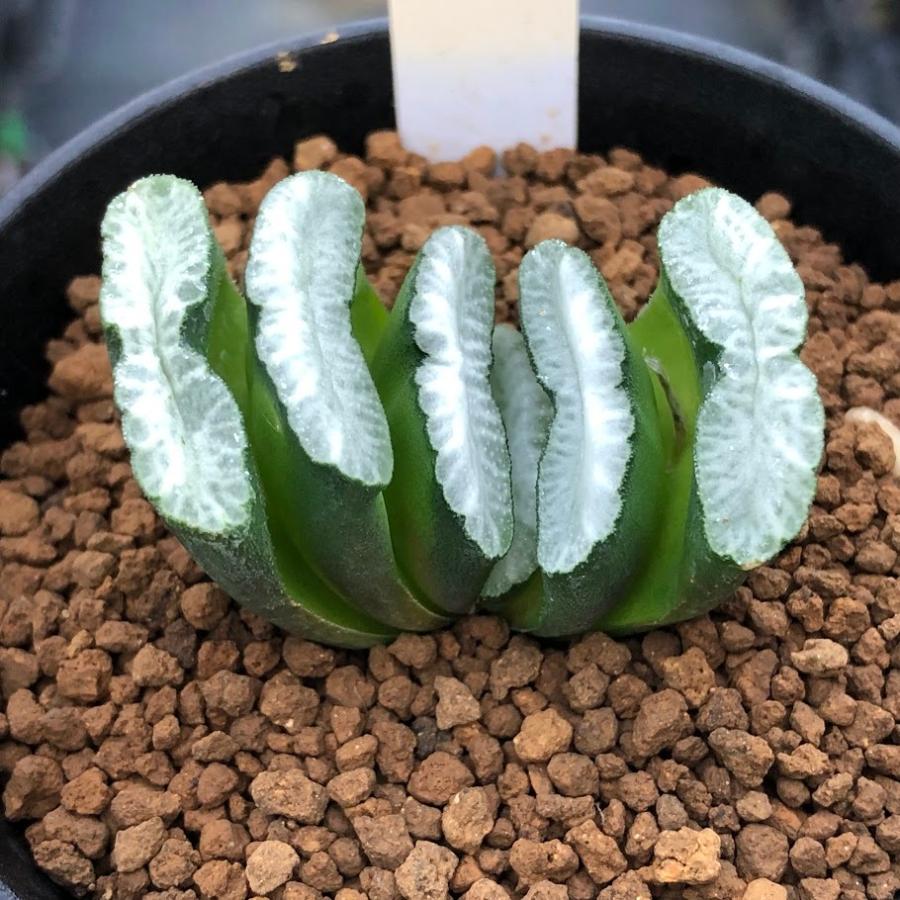 多肉植物：ハオルチア 玉扇 白玉×玉扇 ニシA-V*M 幅4.5cm