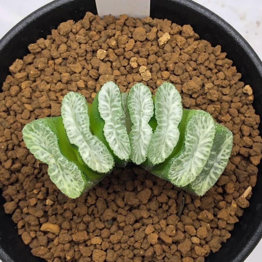 多肉植物：ハオルチア 玉扇 白玉×玉扇 ニシA-V*M 幅4.5cm
