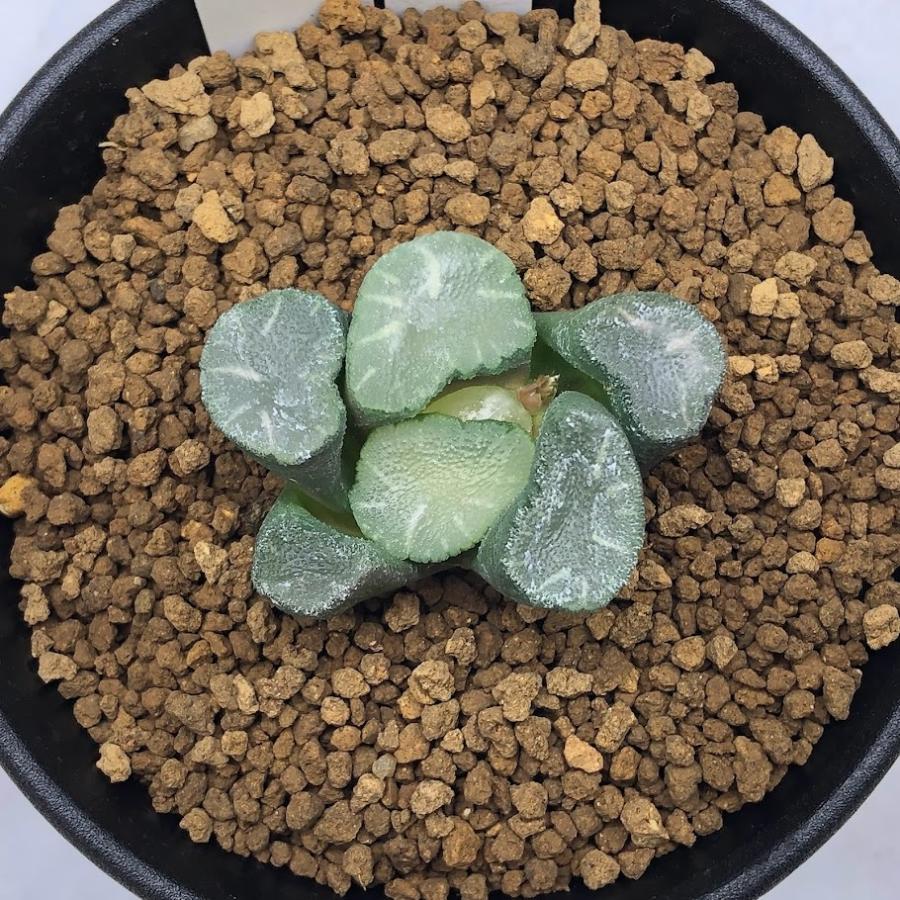 多肉植物：ハオルチア M万象×万象（川本氏105a）*幅4cm 現品！一品