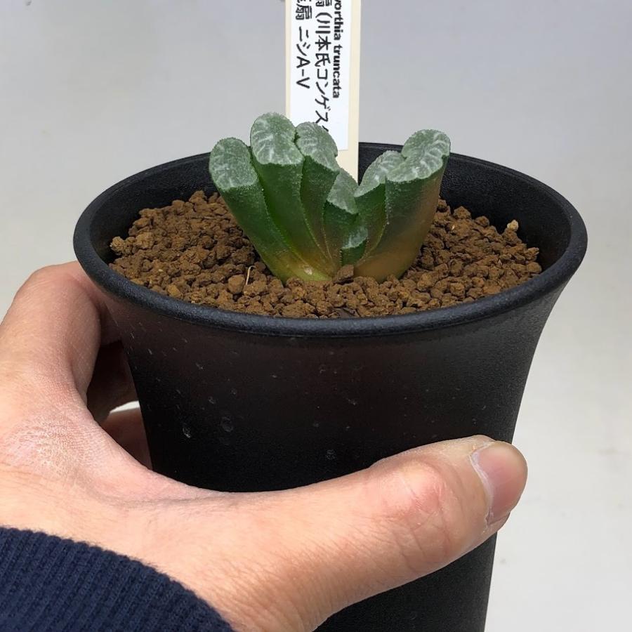 多肉植物：ハオルチア 玉扇（川本氏コンゲスタ）×玉扇 ニシA-V*S 幅4.5