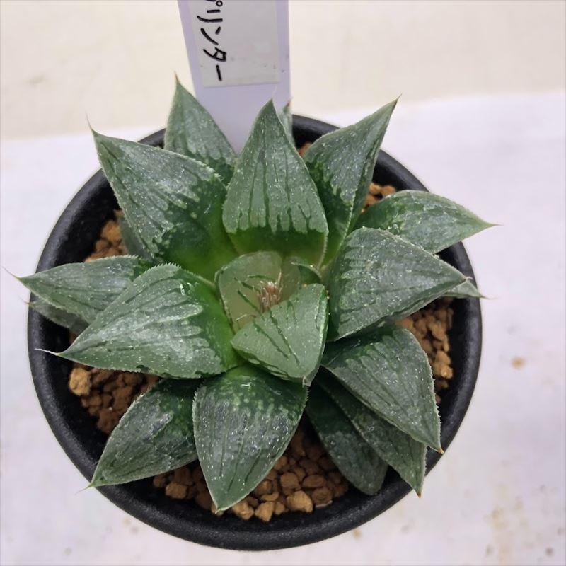 多肉植物：ハオルチア スプリンター*S 幅7cm : 遊恵盆栽 Yahoo!店