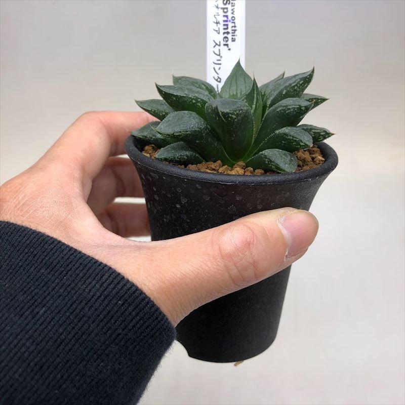 多肉植物：ハオルチア スプリンター*S 幅7cm : 遊恵盆栽 Yahoo!店