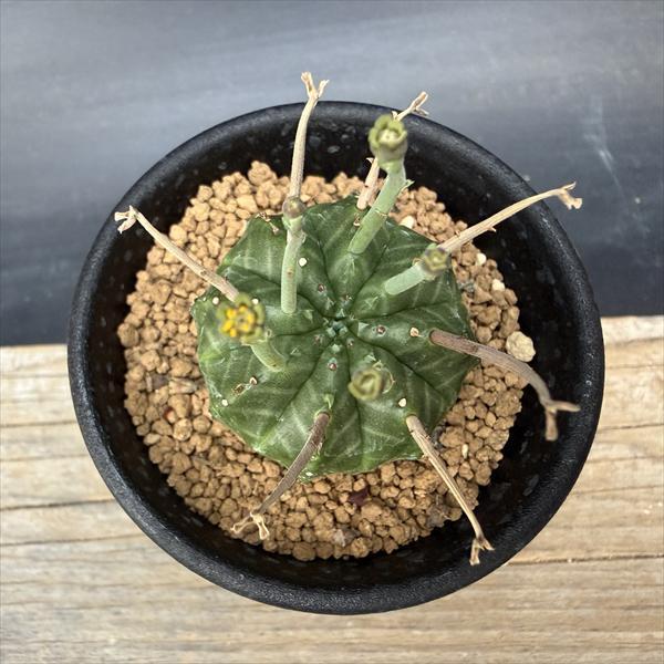 ☆特価☆多肉植物：ユーフォルビア バリダ*SS 幅3.5cm : 遊恵盆栽