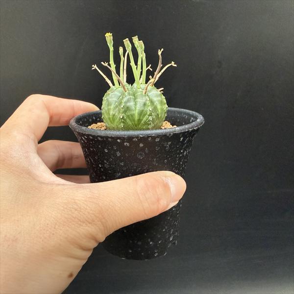 ☆特価☆多肉植物：ユーフォルビア バリダ*SS 幅3.5cm : 遊恵盆栽