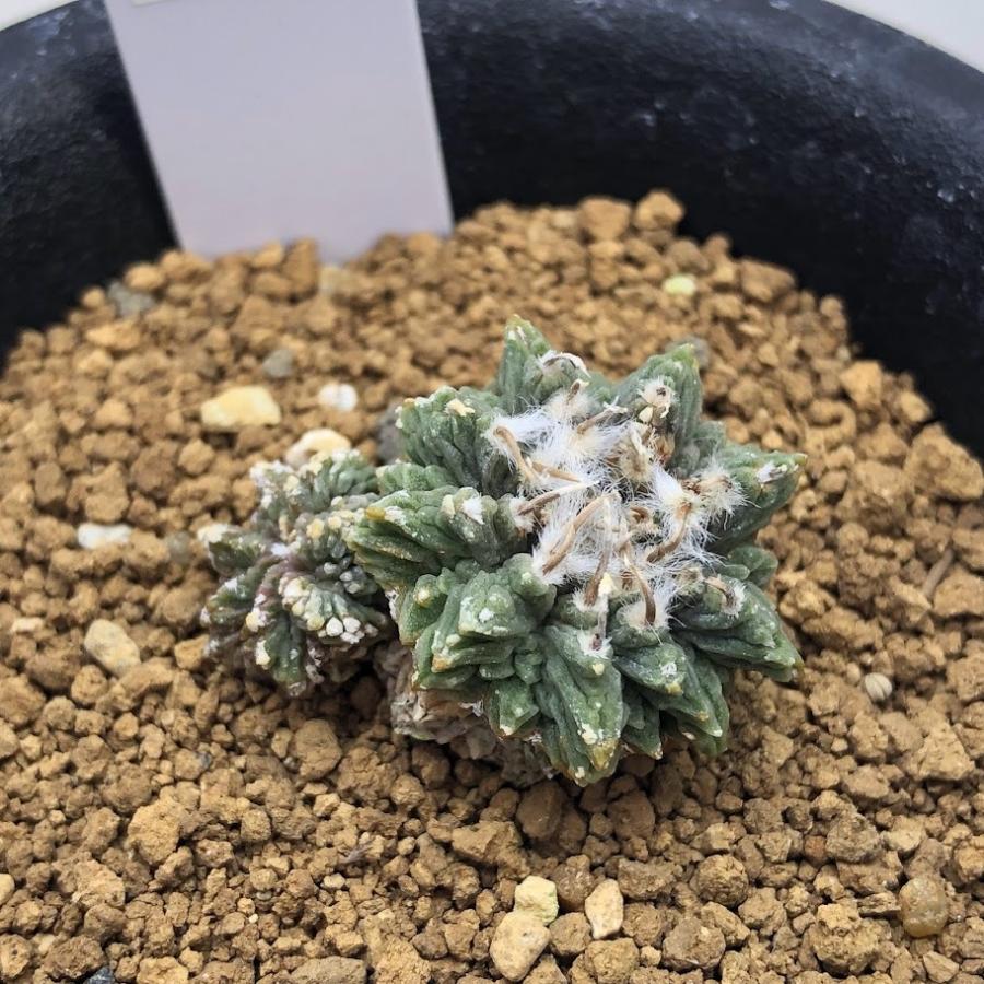 サボテン アズテキウム 花籠 はなかご 実生 幅2 7ｃｍ 現品 一品限り S117v 遊恵盆栽 Yahoo 店 通販 Yahoo ショッピング