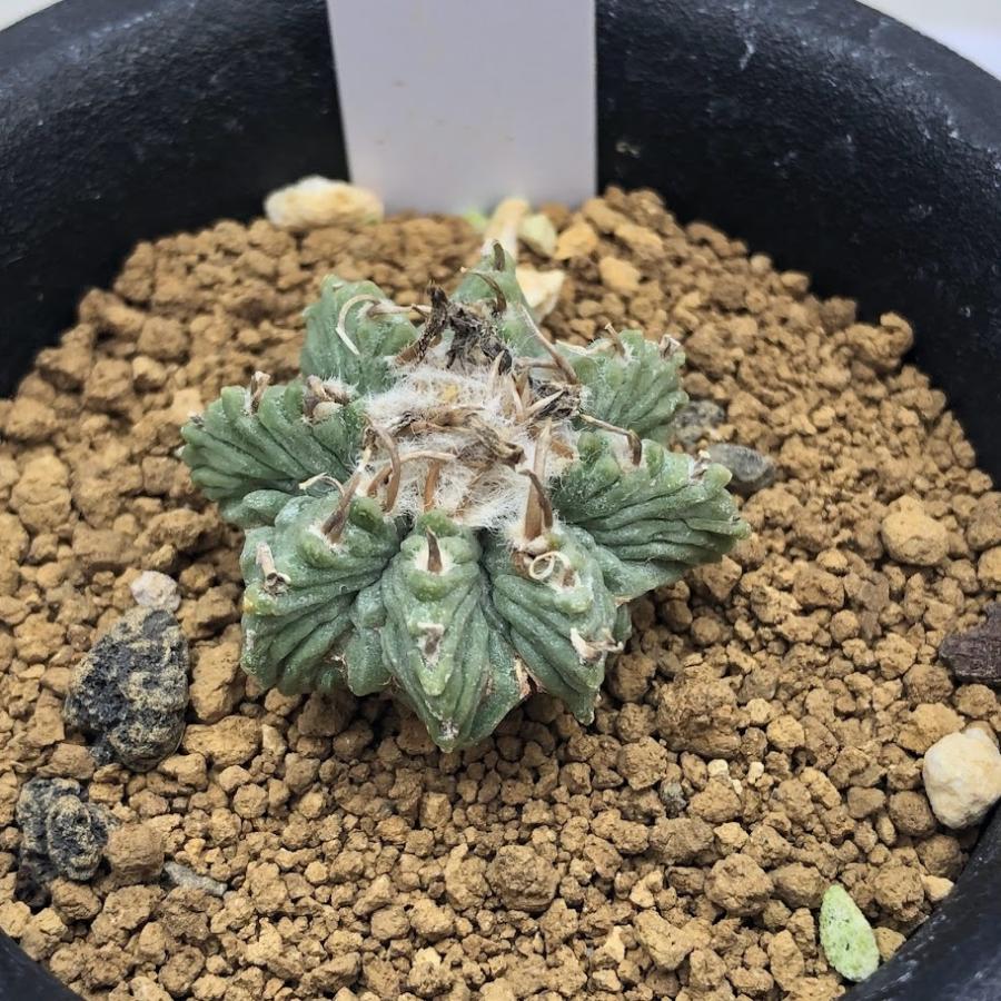サボテン:アズテキウム 花籠(はなかご)実生*幅3cm 現品 サボテン:アズテキウム 花籠(はなかご)実生*幅3cm 現品