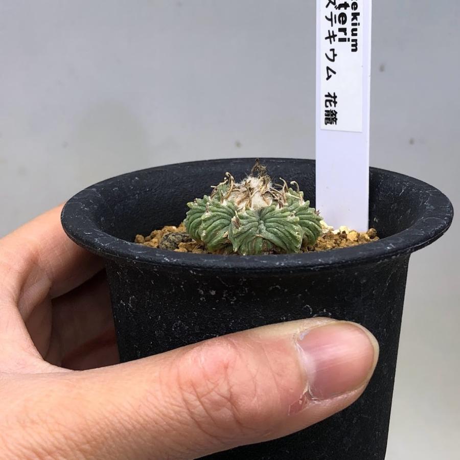 サボテン：アズテキウム 花籠（はなかご）実生*幅3cm 現品 一品限り