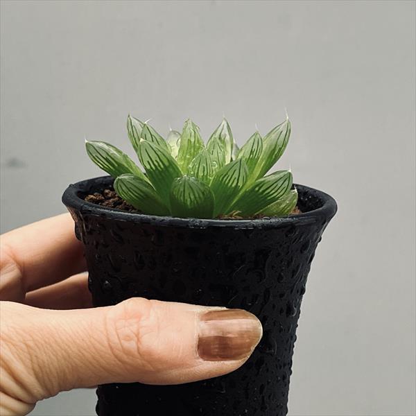 多肉植物：ハオルチア オブツーサhyb.*S 幅8cm : 遊恵盆栽 Yahoo!店