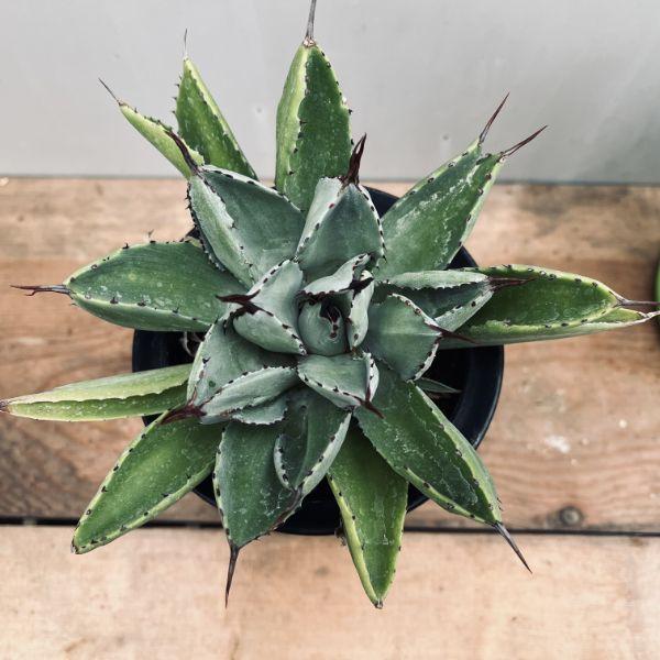 多肉植物：アガベ ポタトルム キュービック*幅15cm 現品！一品限り