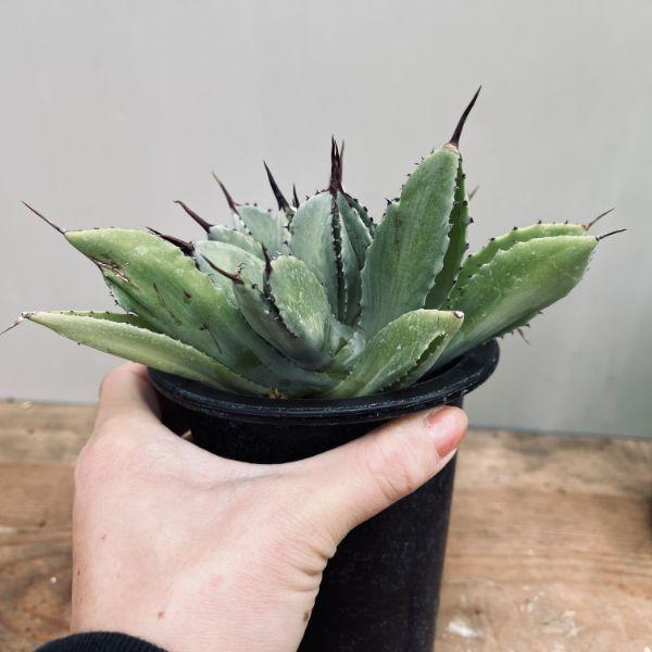 多肉植物：アガベ ポタトルム キュービック*幅15cm 現品！一品限り