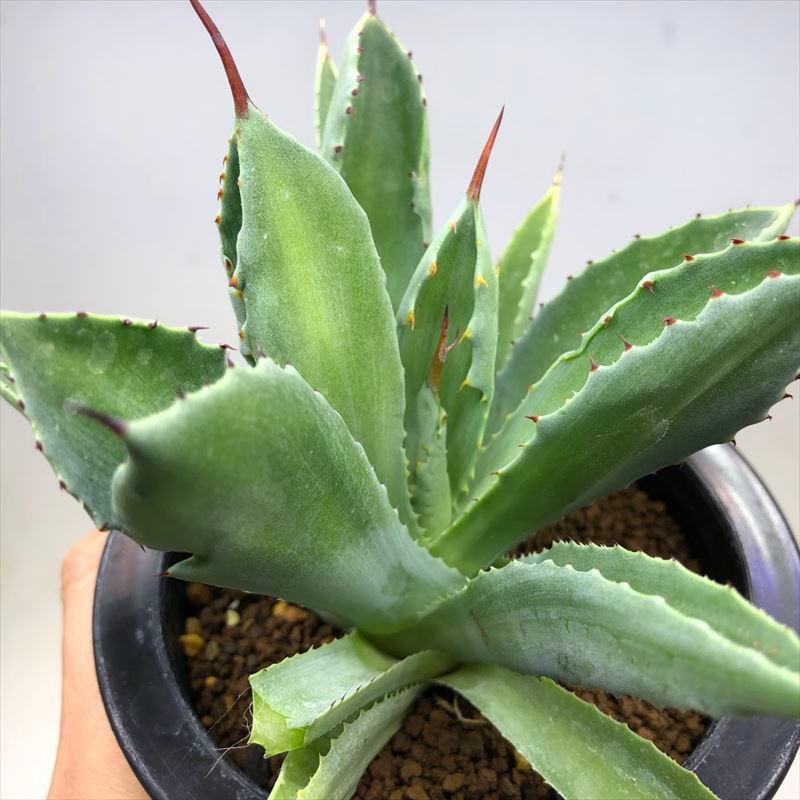 多肉植物：アガベ ポタトルム キュービック*幅15cm 現品！一品限り