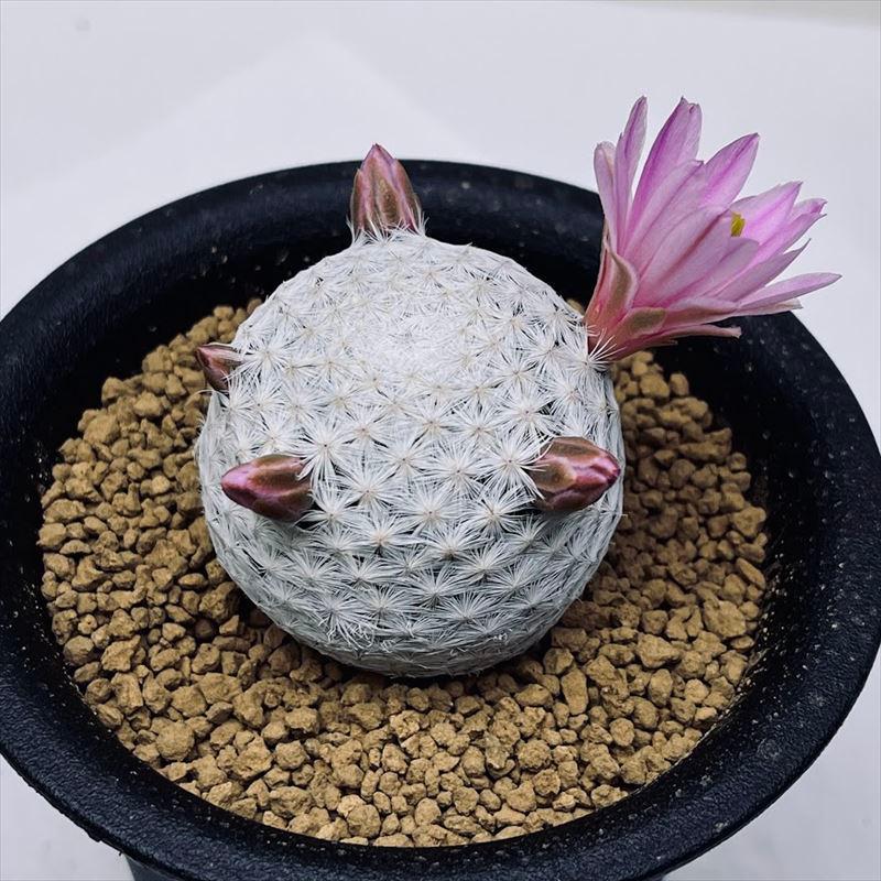 サボテン：マミラリア 白鳥*LL 幅4.5cm : 遊恵盆栽 Yahoo!店