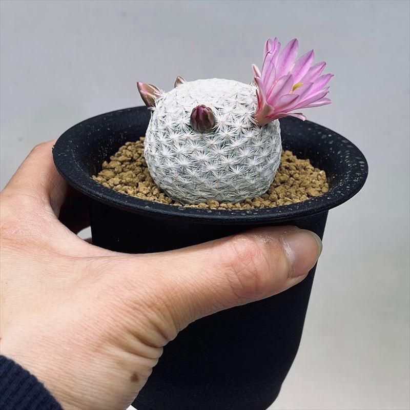 【希少】マミラリアクルシゲラ 国内実生 塊根植物 サボテン Yahoo!オークション - 希少斑入り 多毛 景清錦 実生 マミラリア