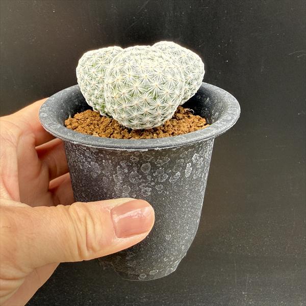 サボテン：マミラリア 白鳥 3頭 実生*幅4.5cm : 遊恵盆栽 Yahoo!店