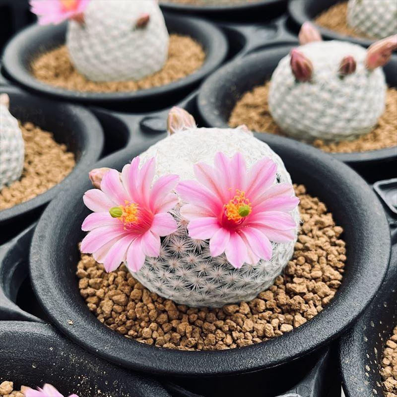 サボテン：マミラリア 白鳥 3頭 実生*幅4.5cm : 遊恵盆栽 Yahoo!店