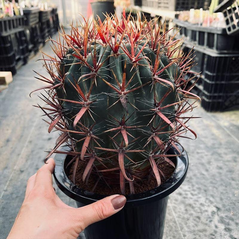 テ*】様 フェロカクタス　刈穂玉　開花球 サボテン：フェロカクタス 刈穂玉*幅15cm 現品！一品限り : 遊恵盆栽