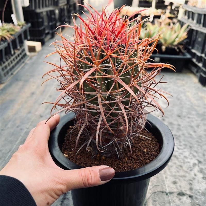 フェロカクタス刈穂玉　大株◇ドライガーデン多肉サボテン島アガベ ユッカ　アロエ フェロカクタス刈穂玉 大株◇ドライガーデン多肉サボテン島