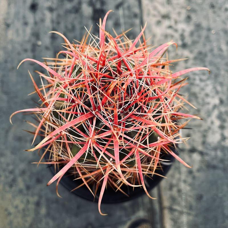サボテン:フェロカクタス 刈穂玉*幅9cm 現品!一品限り サボテン:フェロカクタス 刈穂玉*幅9cm 現品!一品限り