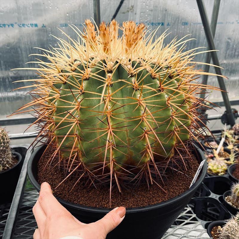 サボテン：フェロカクタス ポトシ × エキノカクタス 金鯱*幅