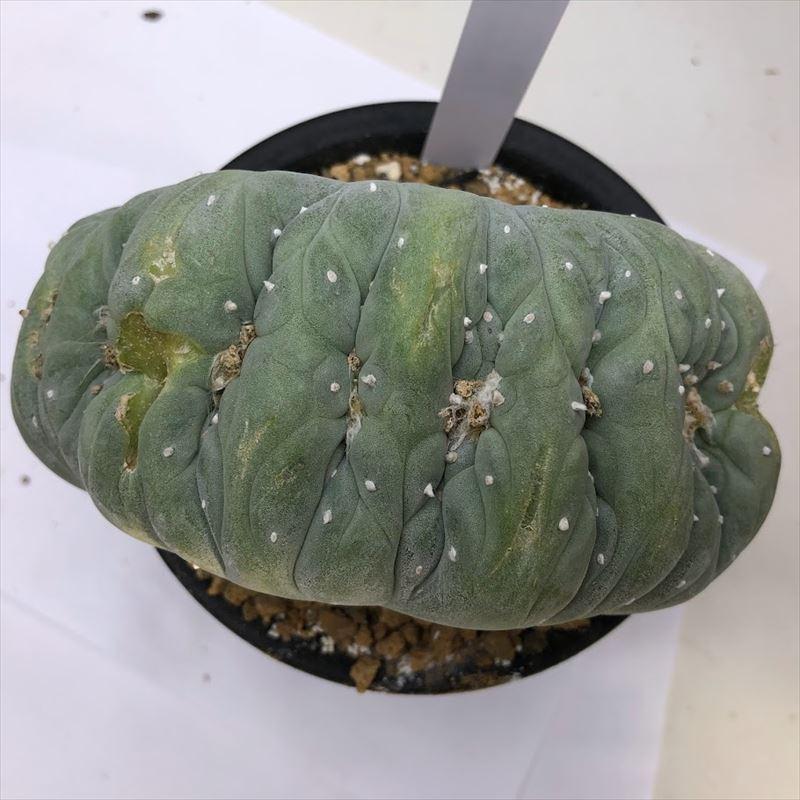 人気商品 サボテン ロフォフォラ 銀冠玉 幅14ｃｍ 現品 一品限り 傷あり 盆栽 Ctsul Com Br