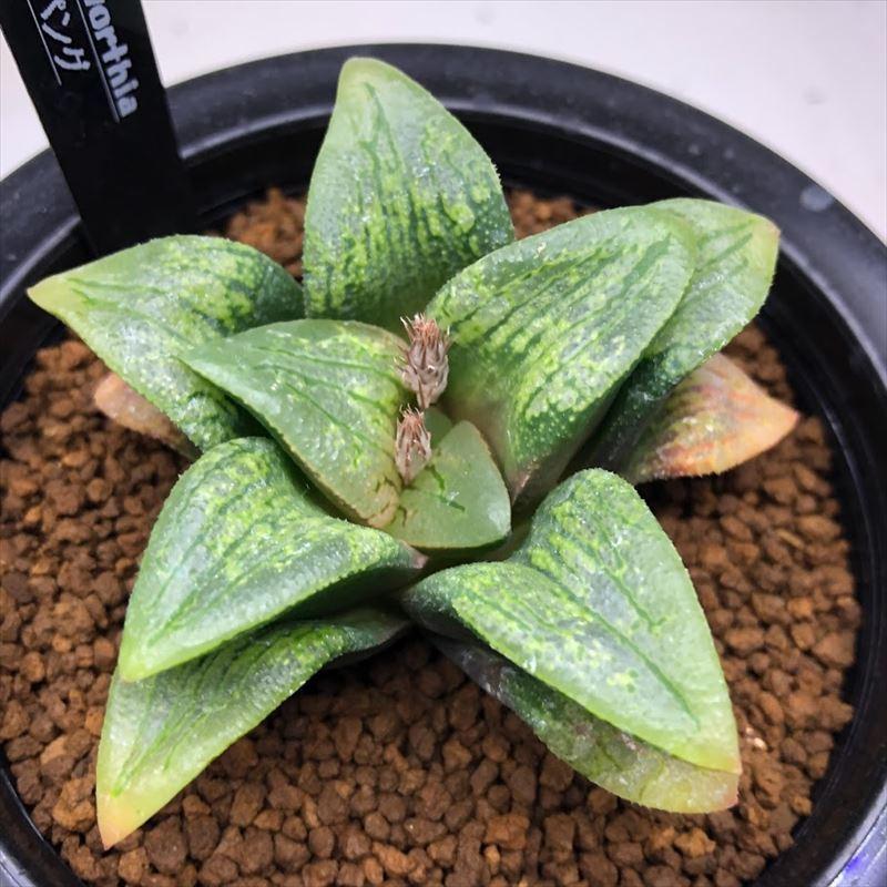 多肉植物 ハオルチア 30粒 花朧種子 51 Off 花朧種子