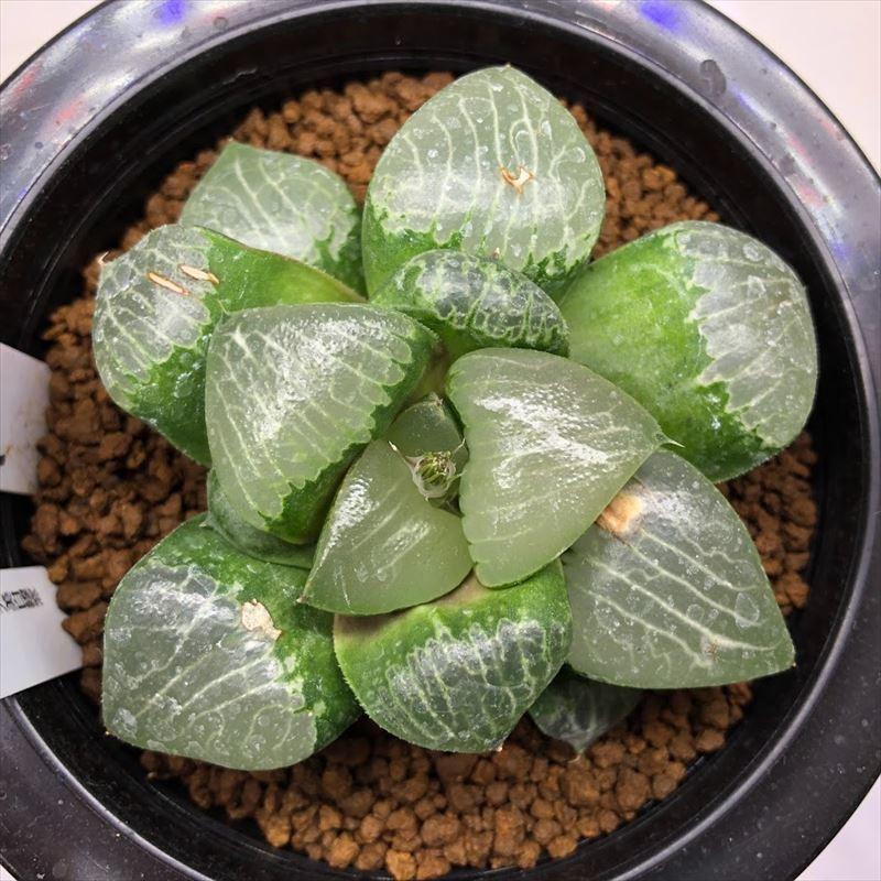 多肉植物：ハオルチア 半野氏コレクタ×N水晶コンプト*幅8cm 現品