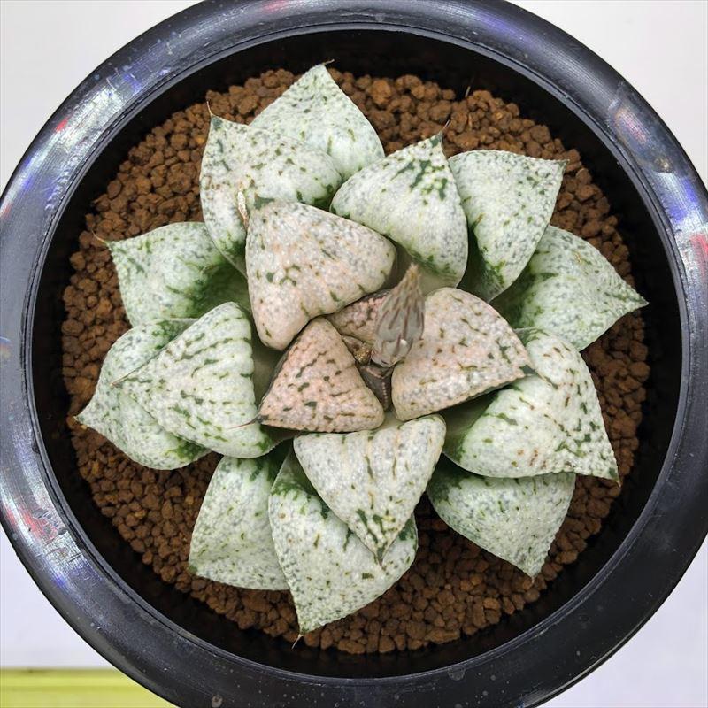 多肉植物：ハオルチア 関西系モザイクピクタ*幅8cm 現品！一品限り