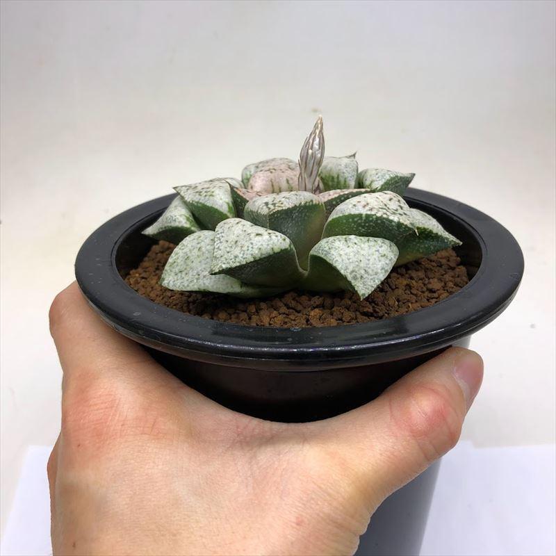 多肉植物：ハオルチア 関西系モザイクピクタ*幅8cm 現品！一品限り