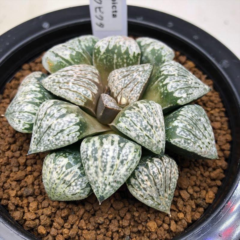 ハオルチア ピクタ モザイクモンストローサ 多肉植物 Y氏 ビッチェ